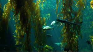 Kelp Alge Laminaria digitata in einem kalten Unterwasserwald