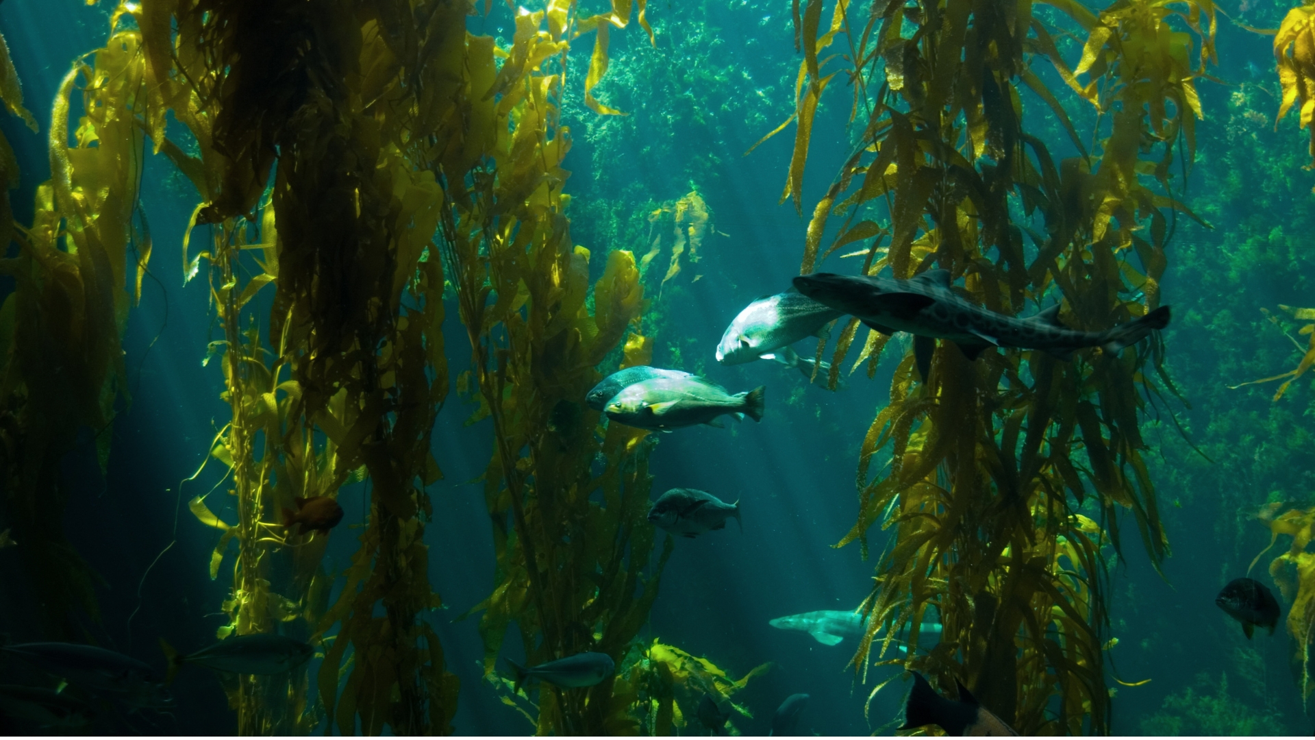 Kelp Alge Laminaria digitata in einem kalten Unterwasserwald